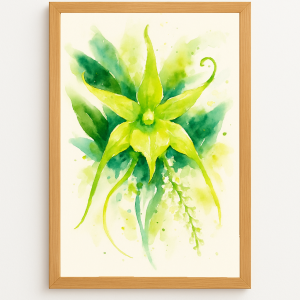 Aeranthes verte – Orchidée en éclat tropical